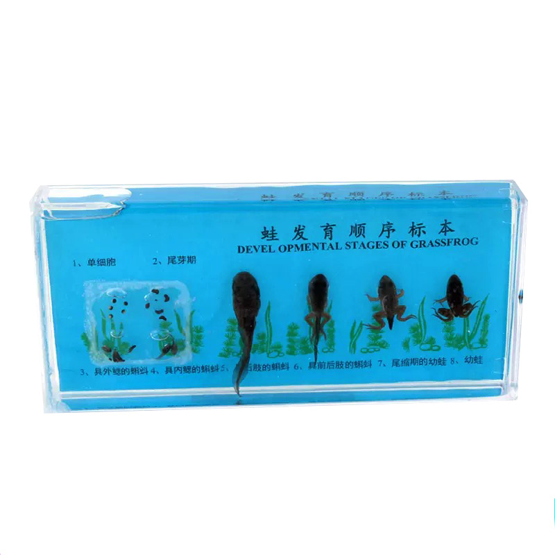 娃发育顺序标本