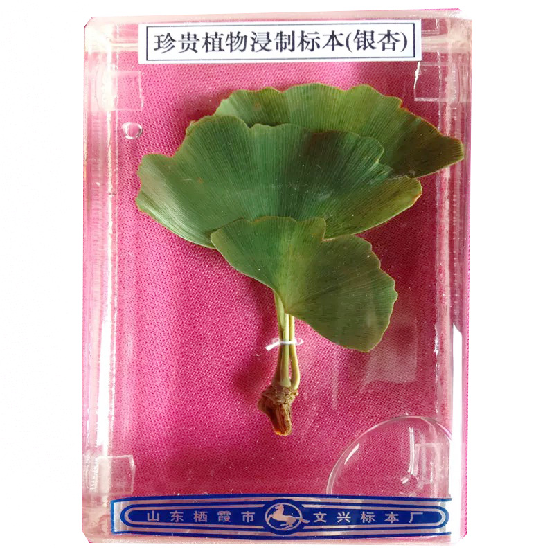 植物浸制标本