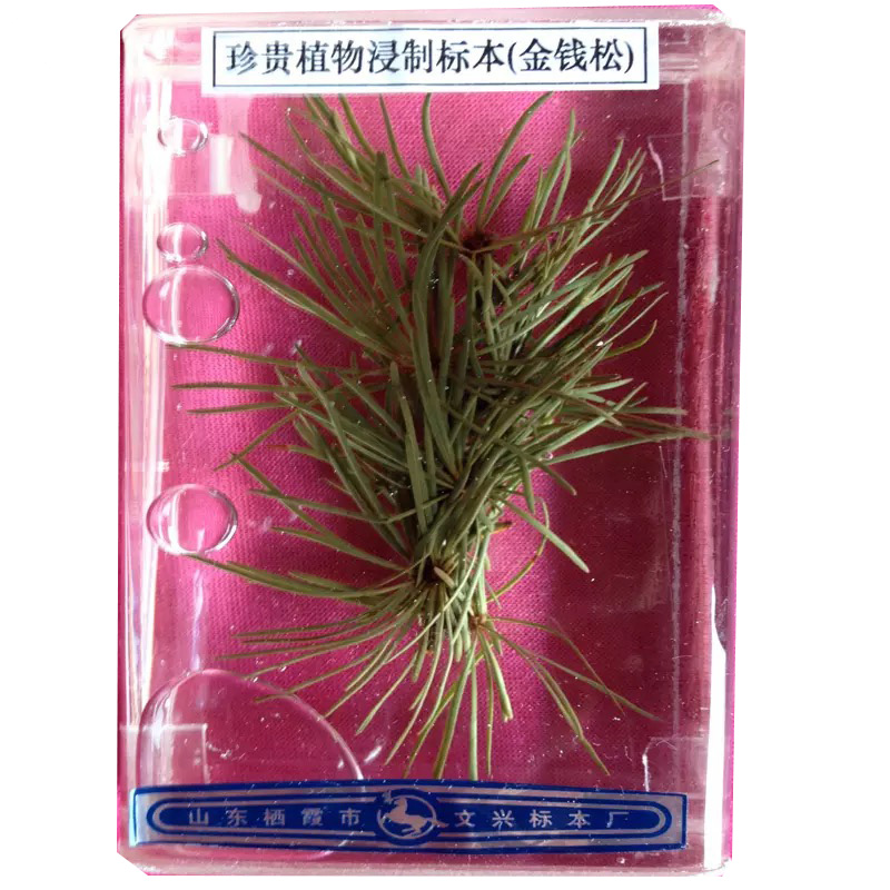 植物浸制标本2